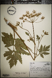 Pastinaca sativa image