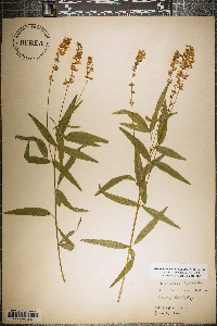 Orbexilum pedunculatum image
