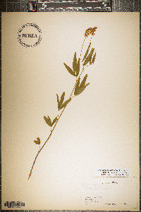 Orbexilum pedunculatum image