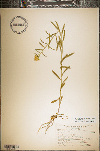 Sericocarpus linifolius image