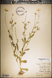 Astranthium integrifolium image