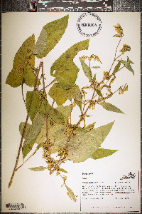 Nabalus altissimus image