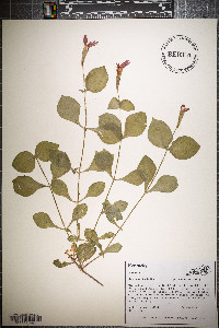 Silene rotundifolia image