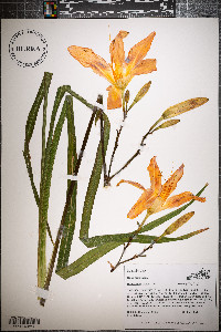 Hemerocallis fulva image