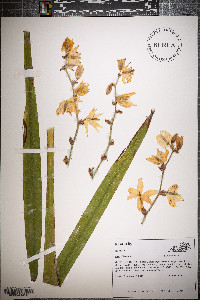 Yucca filamentosa image