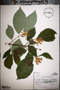 Calycanthus floridus var. glaucus image