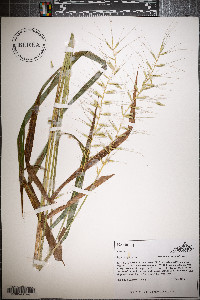 Elymus hystrix image