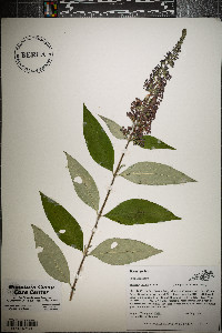 Buddleja davidii image