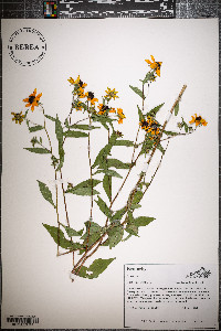 Rudbeckia triloba image