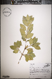 Euonymus fortunei image