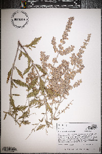 Perovskia atriplicifolia image