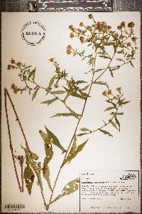 Symphyotrichum prenanthoides image