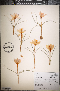 Crocus vernus image