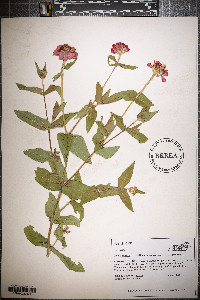 Zinnia violacea image