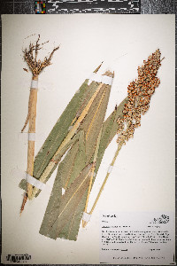 Sorghum bicolor image