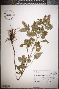 Agastache foeniculum image