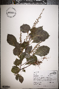 Perilla frutescens image