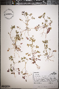 Phacelia ranunculacea image