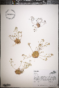 Draba verna image