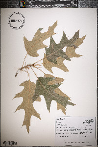 Quercus pagoda image