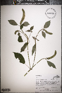 Agastache nepetoides image