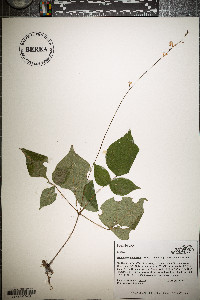 Hylodesmum glutinosum image