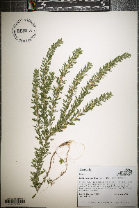 Lespedeza cuneata image