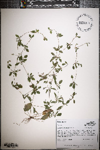 Eryngium prostratum image