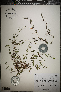 Eryngium prostratum image
