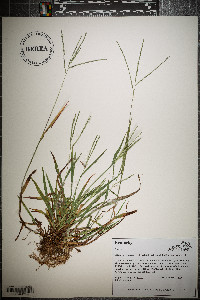 Digitaria ischaemum image