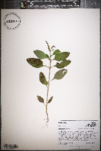 Heliotropium indicum image