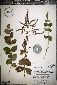 Mentha × rotundifolia image