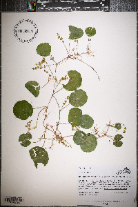 Hydrocotyle verticillata image