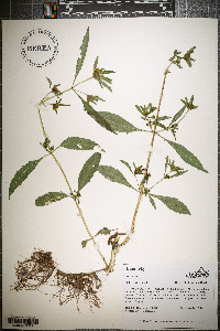 Bidens tripartita image