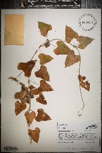 Dioscorea polystachya image