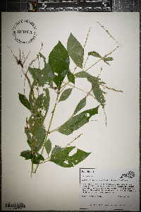 Achyranthes japonica image