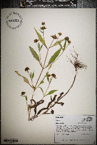 Bidens tripartita image