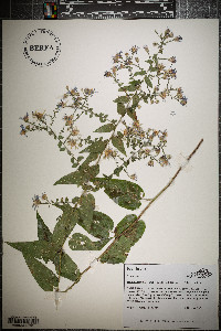 Symphyotrichum shortii image