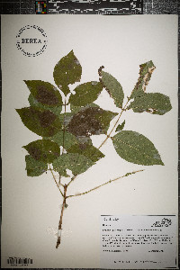 Fraxinus quadrangulata image