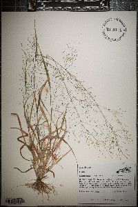 Panicum flexile image