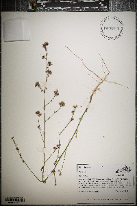 Sida spinosa image