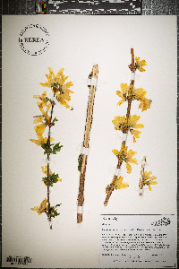 Forsythia suspensa image