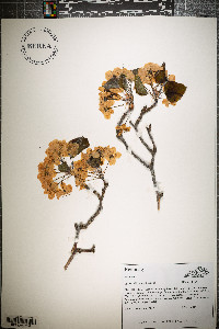 Pyrus calleryana image