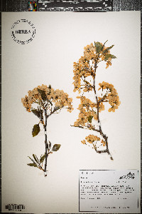 Pyrus calleryana image