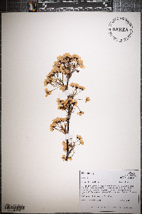 Pyrus calleryana image