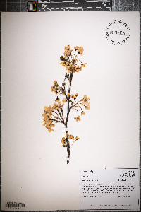 Pyrus calleryana image