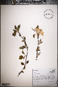 Pyrus calleryana image
