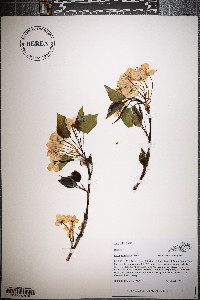 Pyrus calleryana image