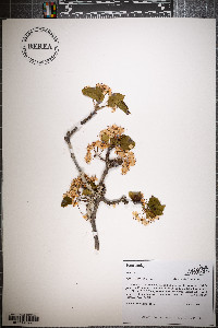 Pyrus calleryana image