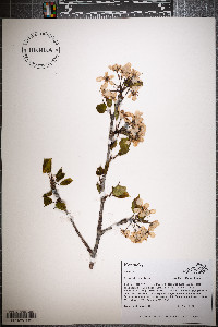 Pyrus calleryana image